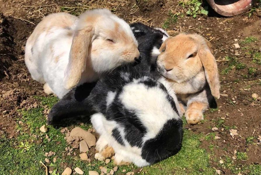 Kuschelnde Hasen